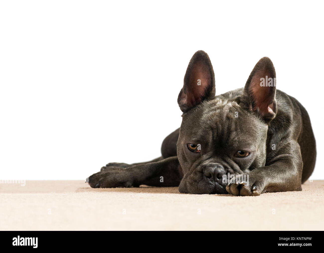 Blaue französische Bulldogge mit traurigen Augen depressiv hinunter in den Dumps auf weißem Hintergrund mit einer Creme Haus Teppich Raum für Text-overlay Stockfoto