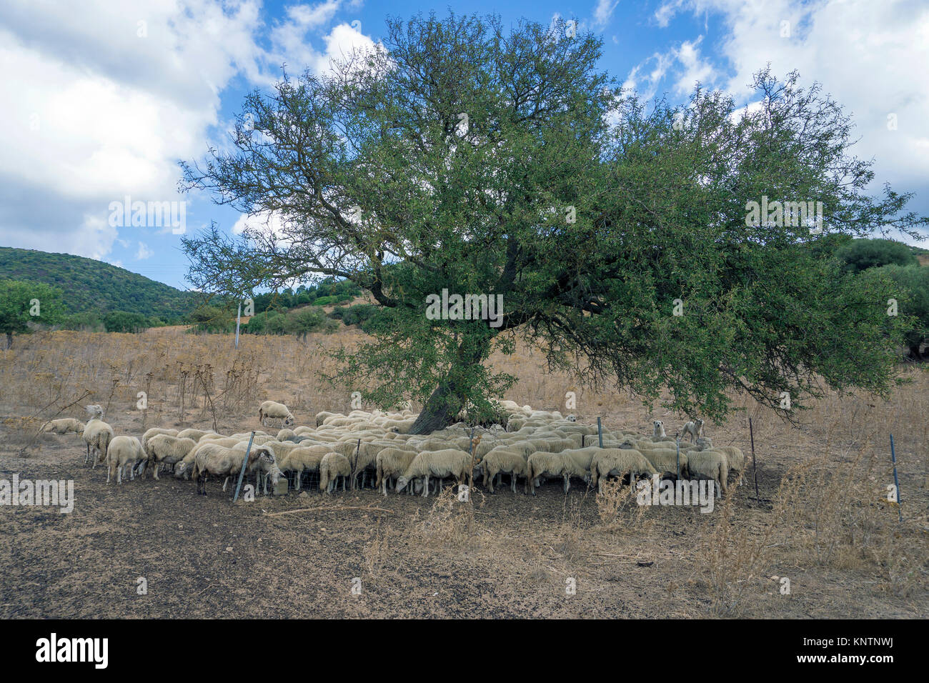 Eine Schafherde für Schatten unter einem Olivenbaum, Luras, Gallura, Sardinien, Italien, Mittelmeer, Europa Stockfoto