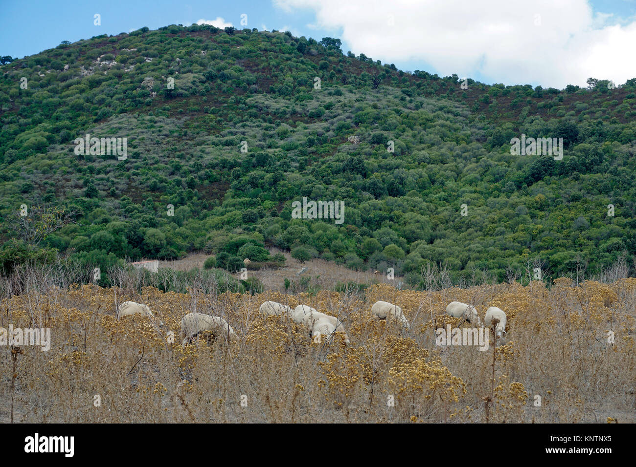 Weidende Schafe bei Luras, Gallura, Sardinien, Italien, Mittelmeer, Europa Stockfoto