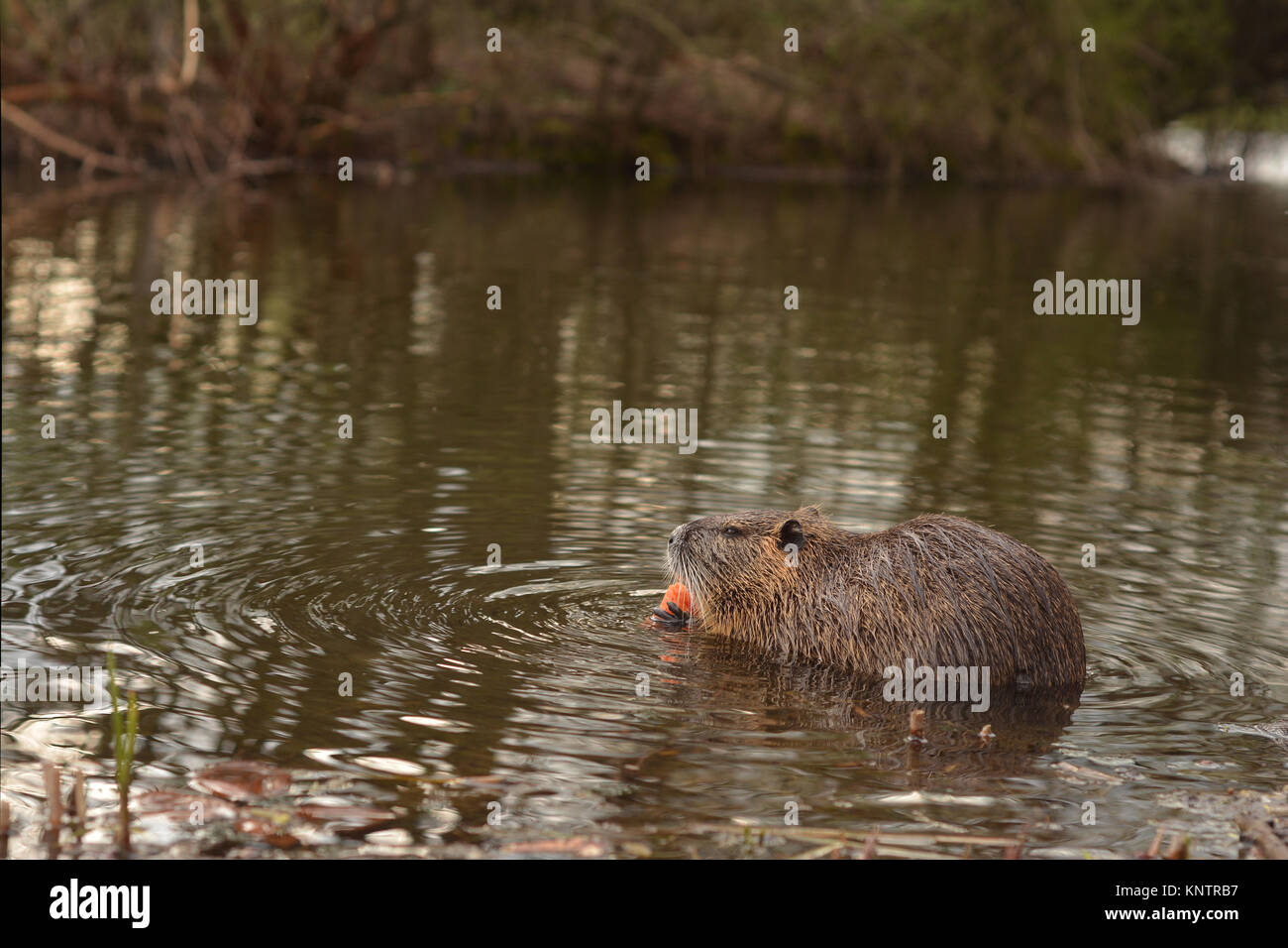 Eurasischen Biber schwimmen im Wasser Stockfoto