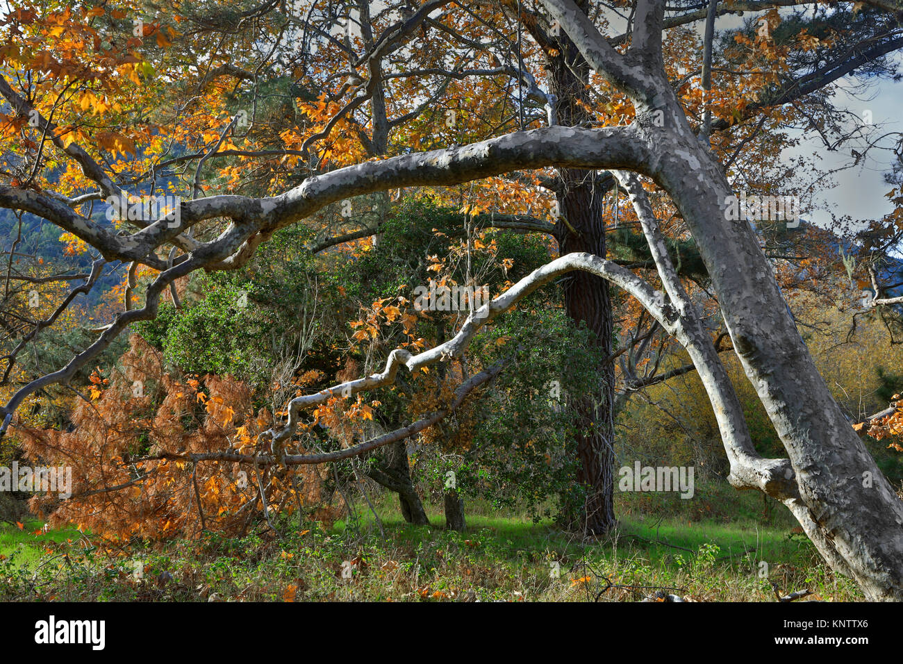 Platanen im Herbst foilage - Carmel Valley, Kalifornien Stockfoto