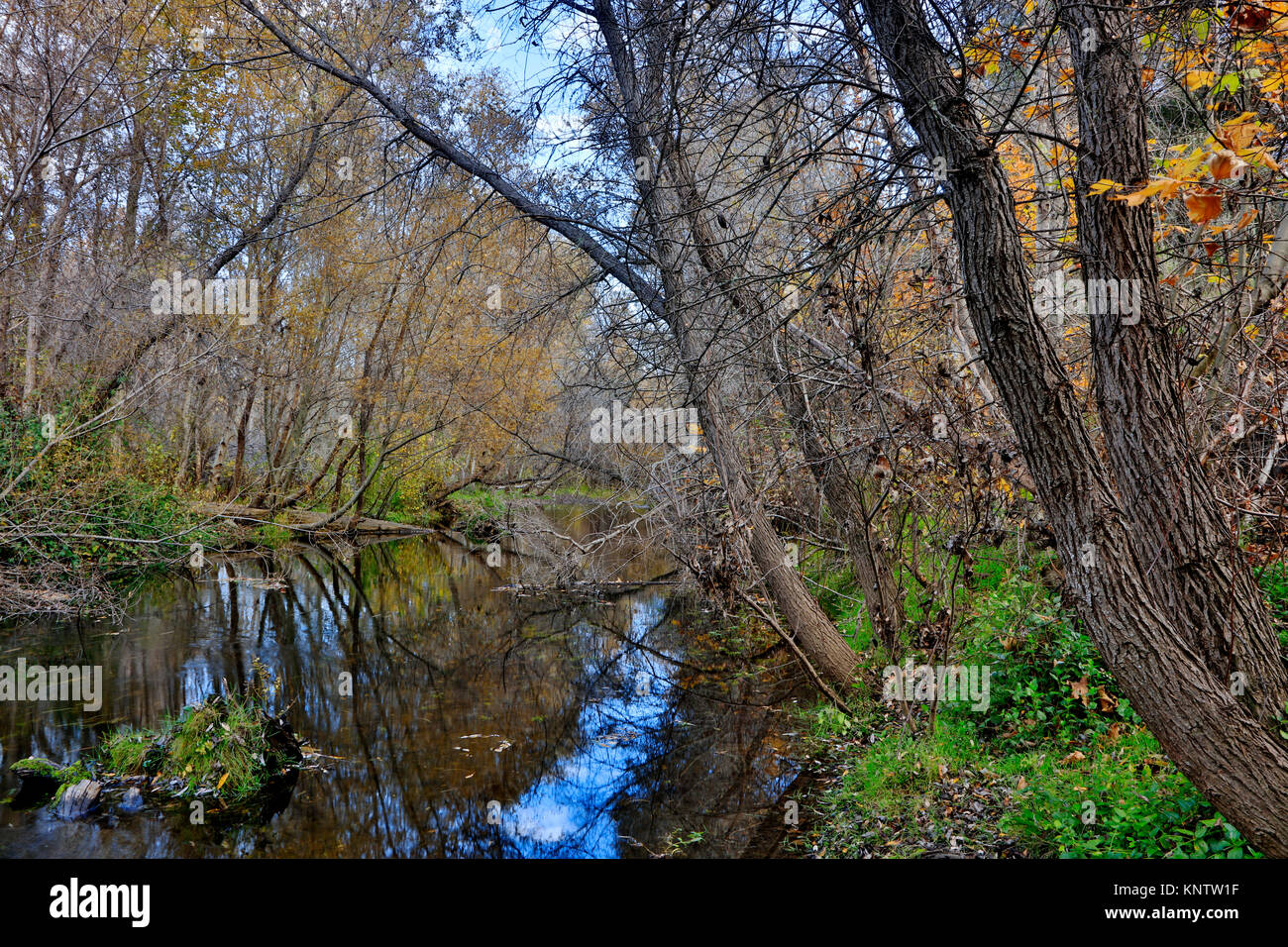 Der Carmel River getarnt im Herbst Laub - Carmel Valley, Kalifornien Stockfoto