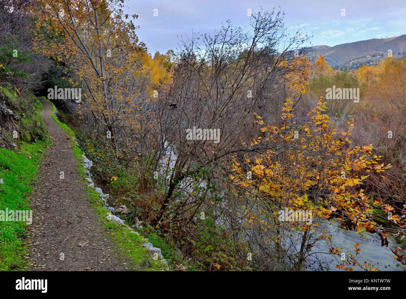 Der Carmel River getarnt im Herbst Laub - Carmel Valley, Kalifornien Stockfoto