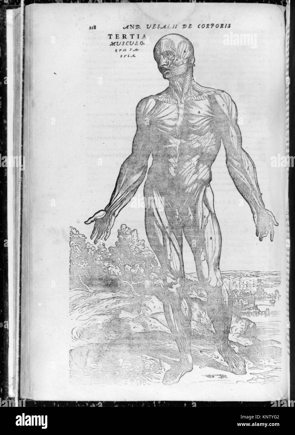 Anatomische Illustrationen von de humani corporis fabrica, die detaillierte Studien von menschlichen Muskeln, Knochen und Organstrukturen für medizinische Studien zeigen. Stockfoto