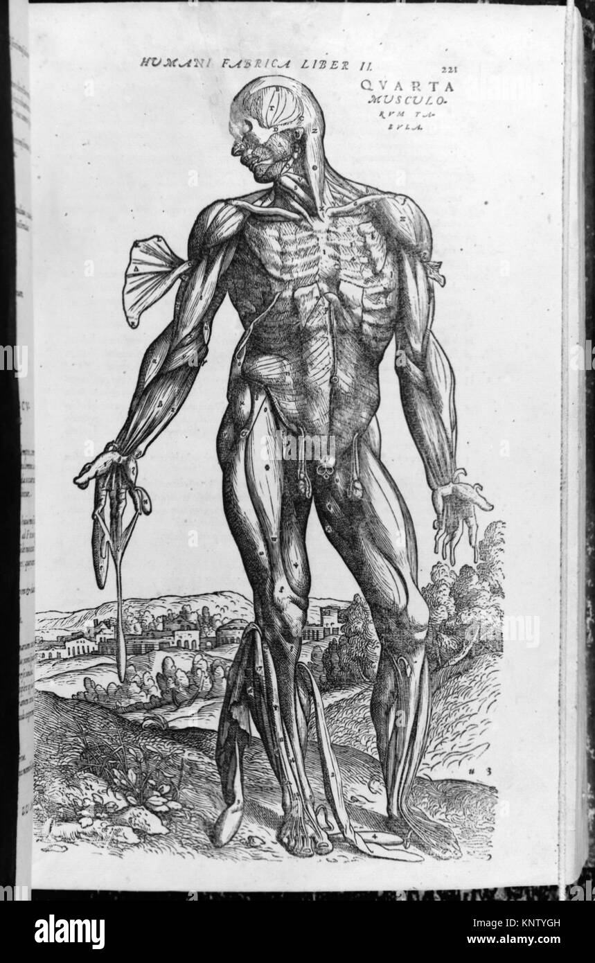 Dieses Buch, de humani corporis fabrica, beschreibt die Struktur des menschlichen Körpers mit anatomischen Illustrationen, die Organe, Muskeln, Knochen und das Kreislaufsystem zeigen und das medizinische Wissen der Renaissance widerspiegeln. Stockfoto