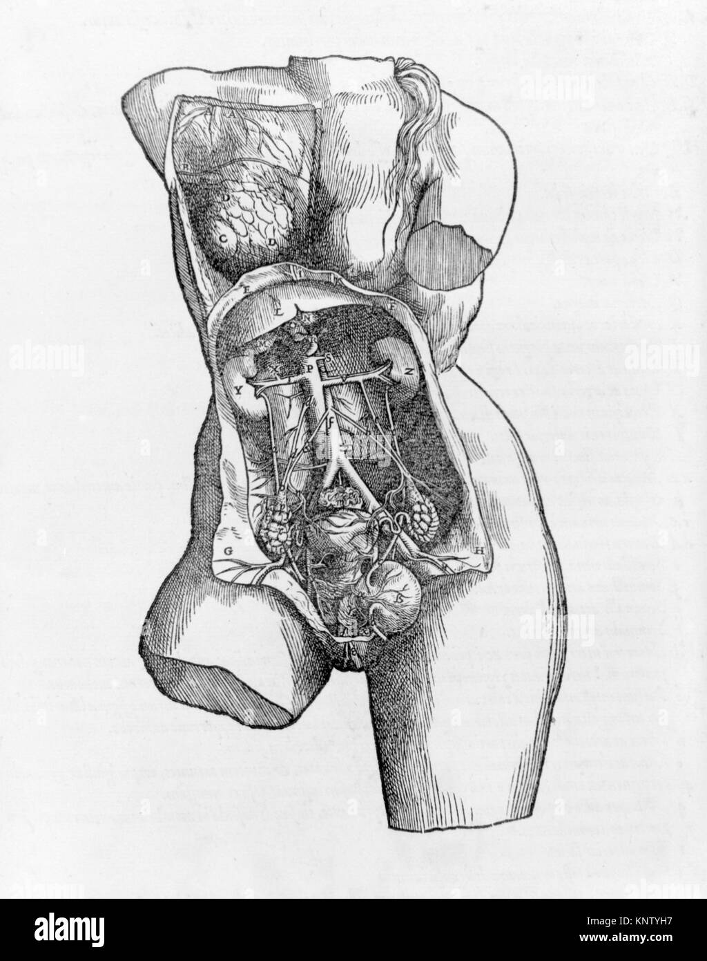 Illustration aus 'de humani corporis fabrica', die menschliche Anatomie, Skelett- und Muskelsysteme und wissenschaftliche Beobachtung in der historischen medizinischen Studie zeigt. Stockfoto