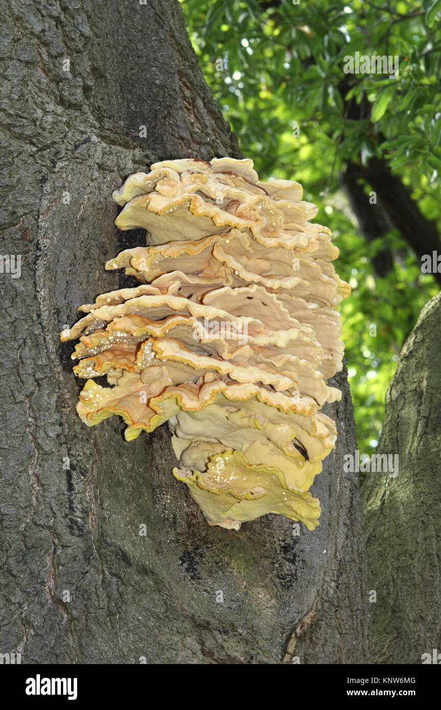 Huhn des Waldes - Laetiporus sulphureus Stockfoto