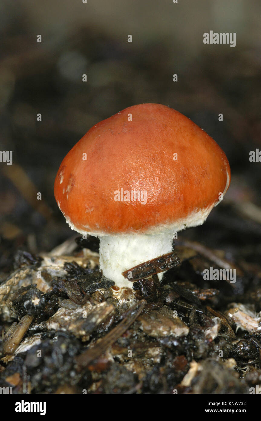 Redlead Leratiomyces Roundhead - Ceres (Stropharia aurantiaca) Stockfoto