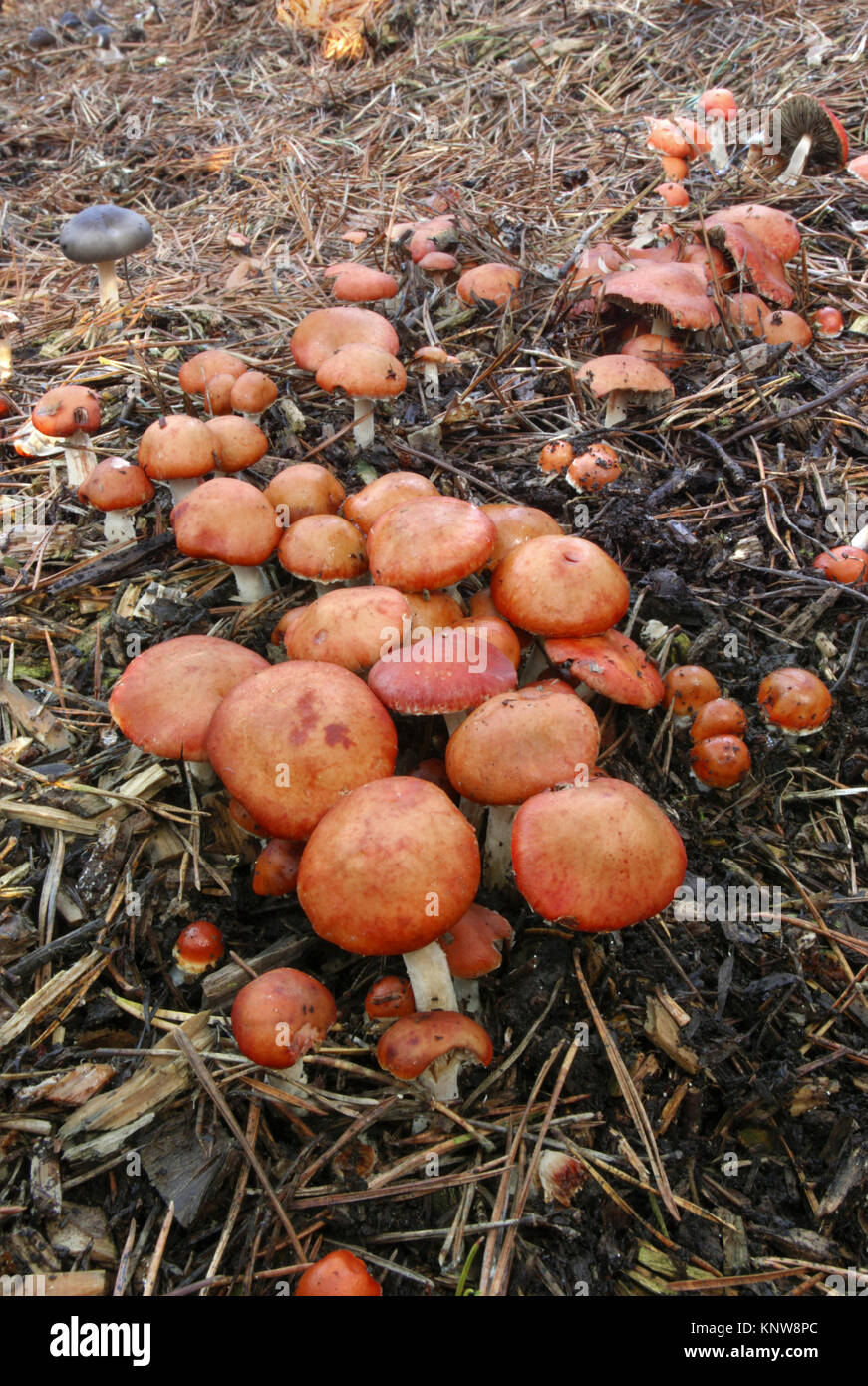 Redlead Leratiomyces Roundhead - Ceres (Stropharia aurantiaca) Stockfoto