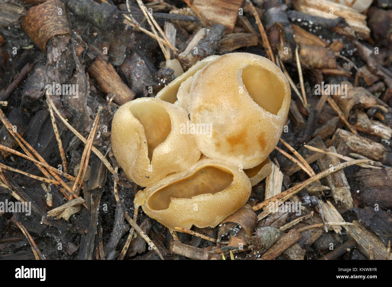 Bedeckte Schale - Peziza vesiculosa Stockfoto