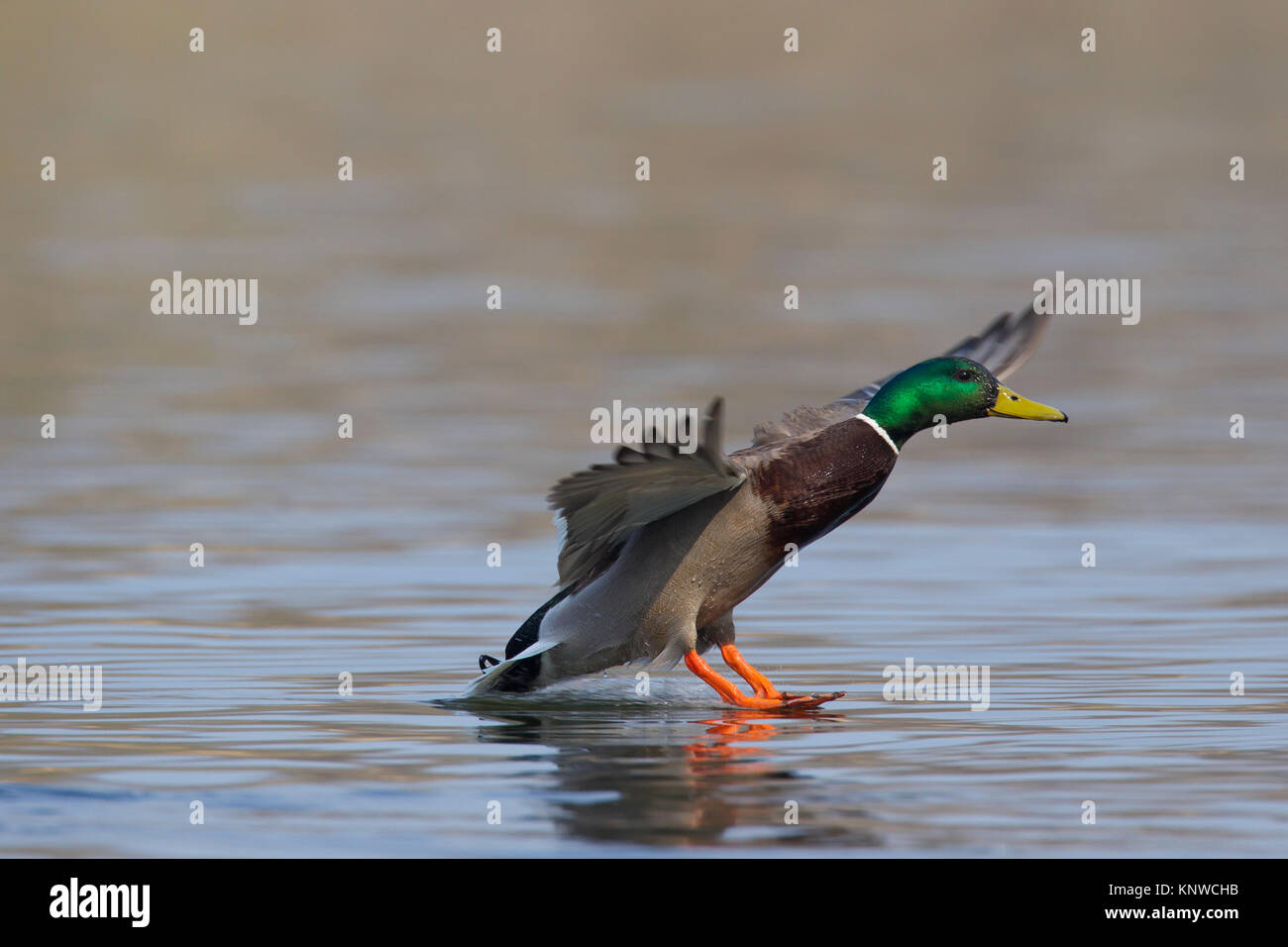 Mallard/Wild Duck (Anas platyrhynchos) männlich/drake Landung im Wasser des Sees mit offenen Flügeln und Beinen gestreckt nach vorn Stockfoto