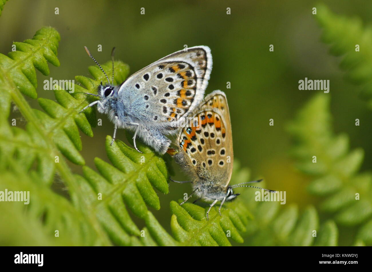 Silber - verzierte Blau, Schmetterling, "Plebeius argos', Paarung, Lowland Heath, New Forest, Hampshire, England, Großbritannien Stockfoto
