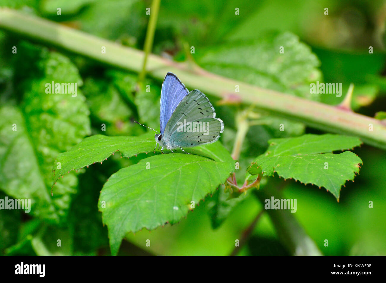 Holly Blue, Schmetterling, "Celastrina argiolas', April und Mai, August, Gärten und Parks, Somerset, England, Großbritannien Stockfoto