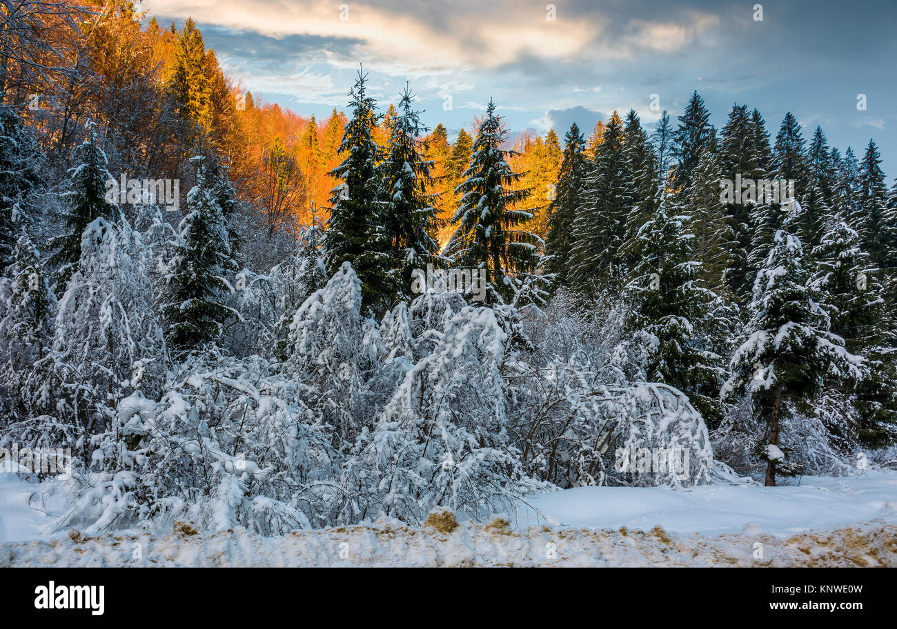 Verschneiten Wald auf wunderschönen Sonnenuntergang Fichte. schöne Natur Landschaft im Winter Stockfoto