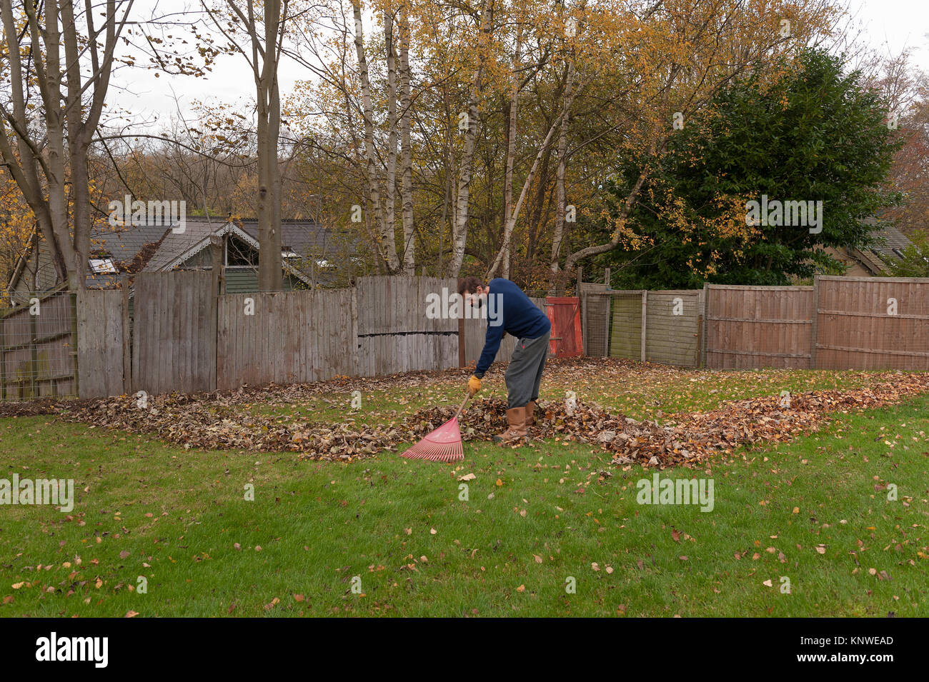 Der bärtige Mann fegt Blätter von Nachbarn Bäume, die auf Rasen im Garten gelandet haben eine mühsame Aufgabe im Herbst nie endenden Stockfoto