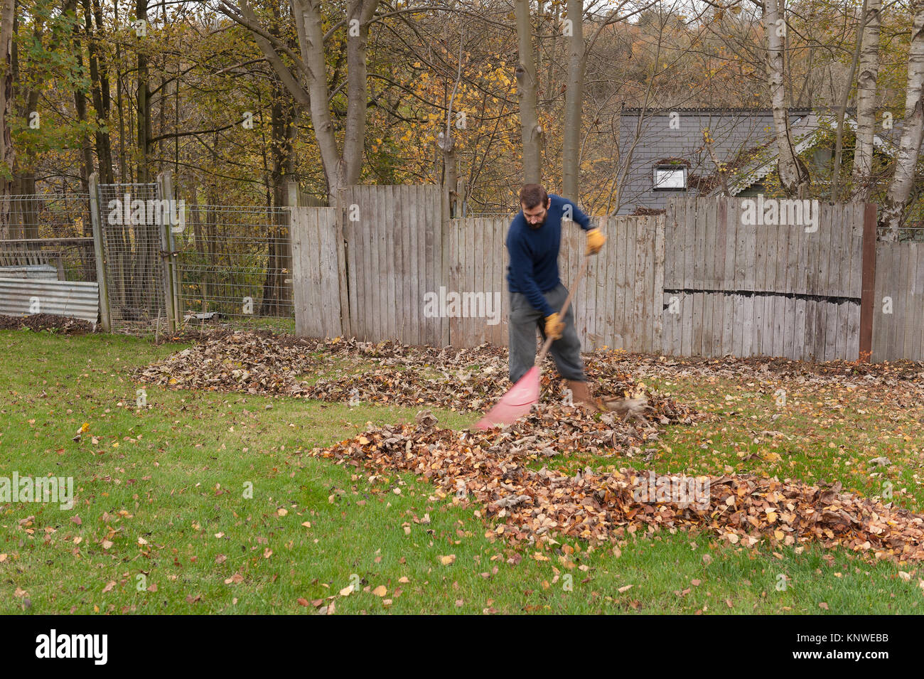 Der bärtige Mann fegt Blätter von Nachbarn Bäume, die auf Rasen im Garten gelandet haben eine mühsame Aufgabe im Herbst nie endenden Stockfoto