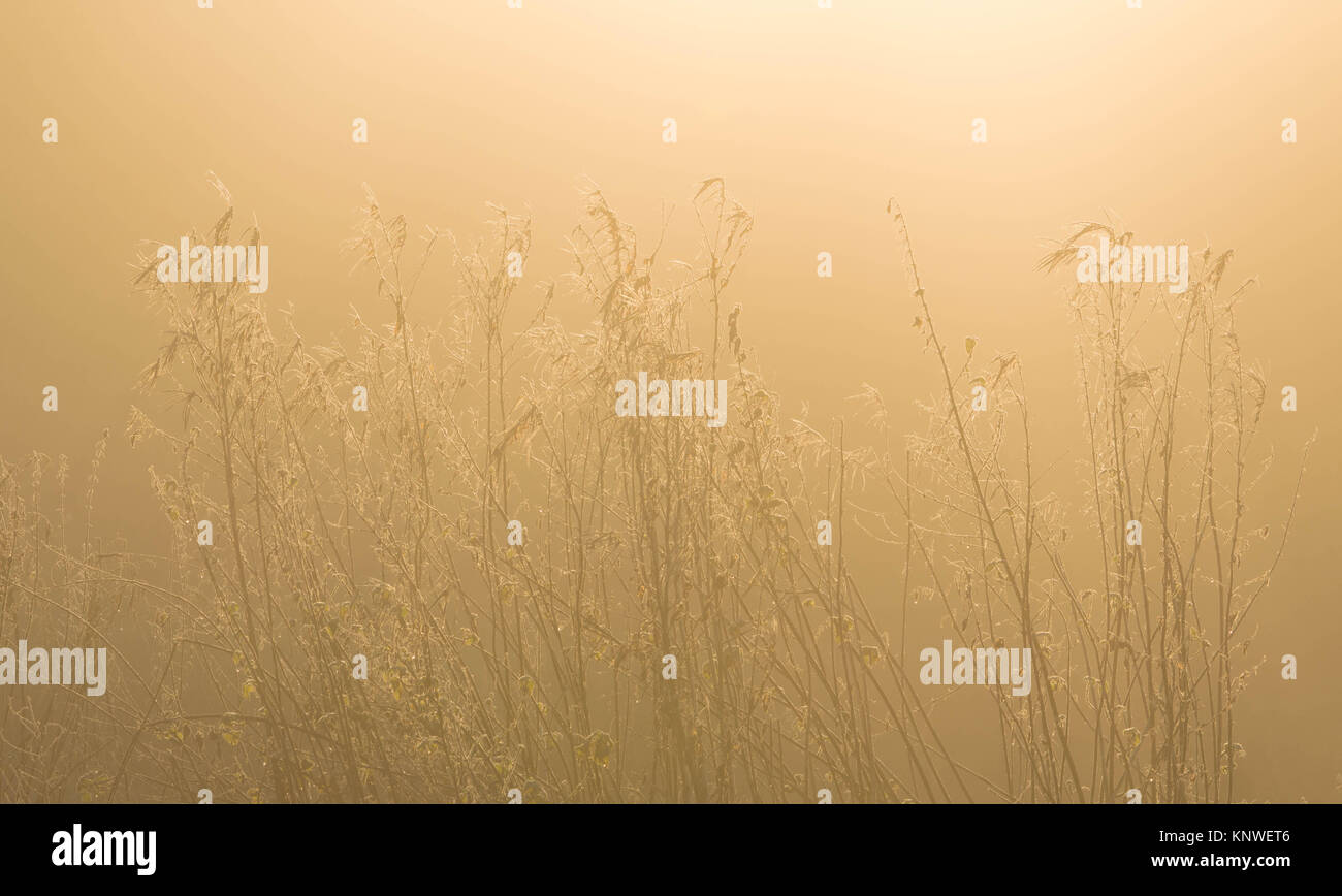 Frost bedeckt hohe Gräser in Golden winter Sonnenlicht Stockfoto Frost bedeckt hohe Gräser in Golden winter Sonnenlicht Stockfoto