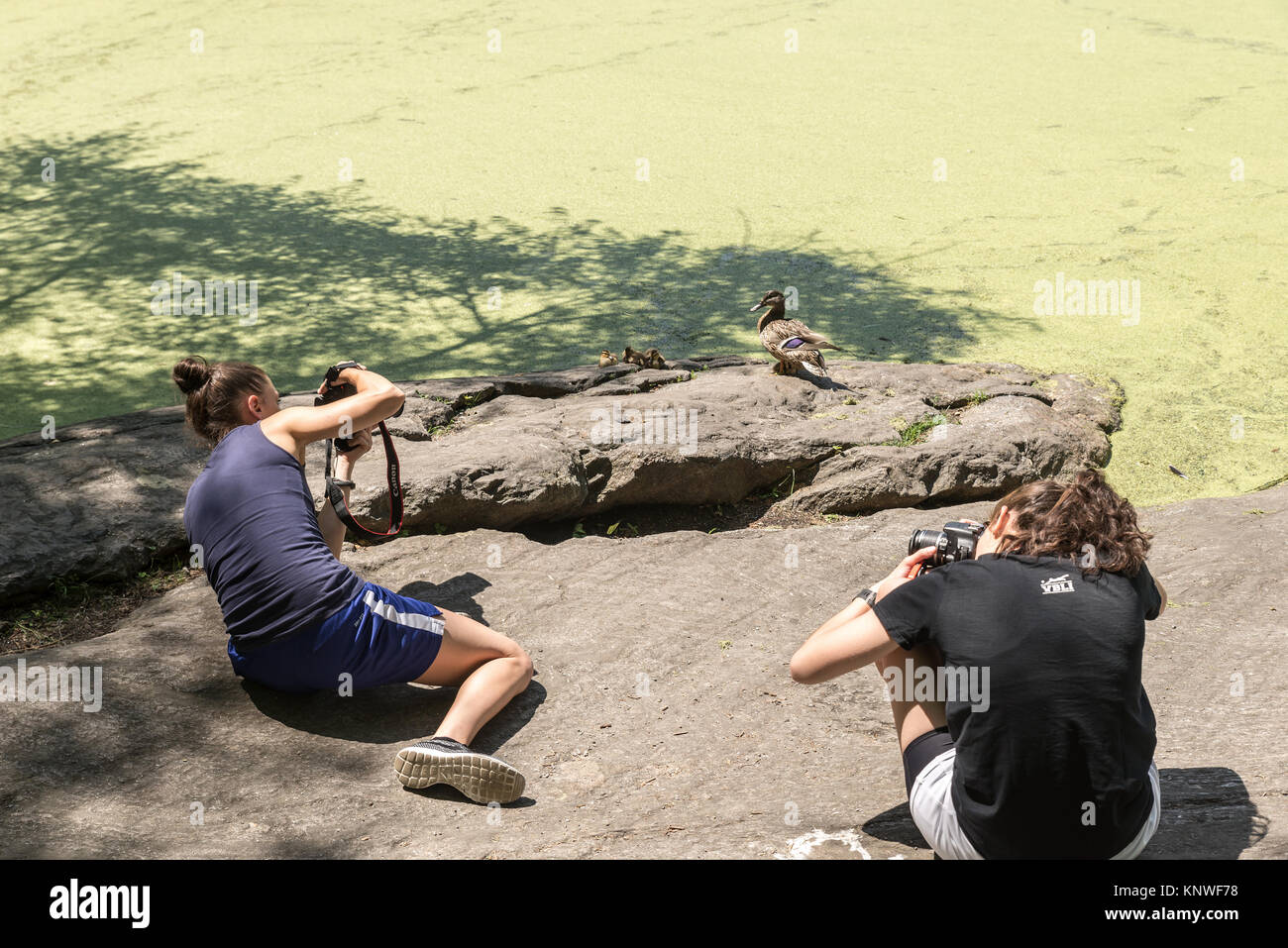 NEW YORK CITY - 10. Juli: Mädchen nehmen Bilder von Enten in der Nähe von Turtle Pond im Central Park am 10. Juli 2015 in New York. Der Central Park ist ein städtischer Park in Stockfoto