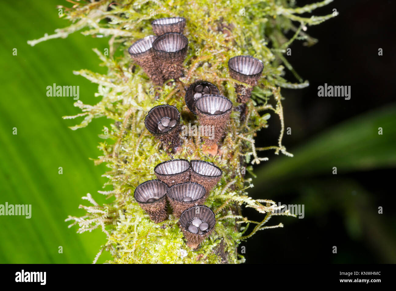 Birds Nest Pilz (Cyathus sp.) Auf einem Bemoosten Niederlassung in montane Regenwald in der Cordillera Del Condor, der ecuadorianischen Amazonas. Ein Bereich, der außer Stockfoto