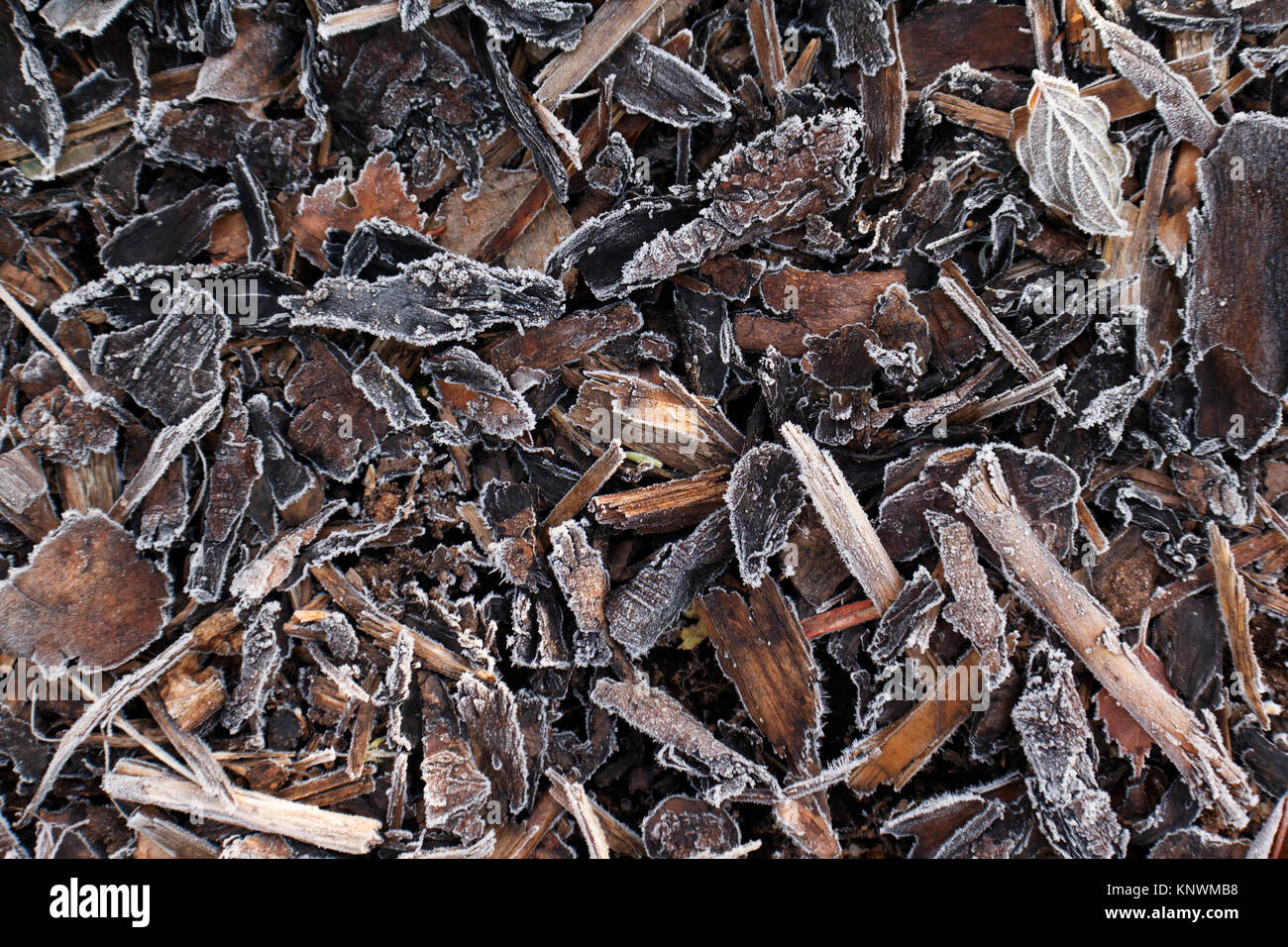 Frosted Holz Rinde im Waldboden. Wald boden Textur Hintergrund. Stockfoto
