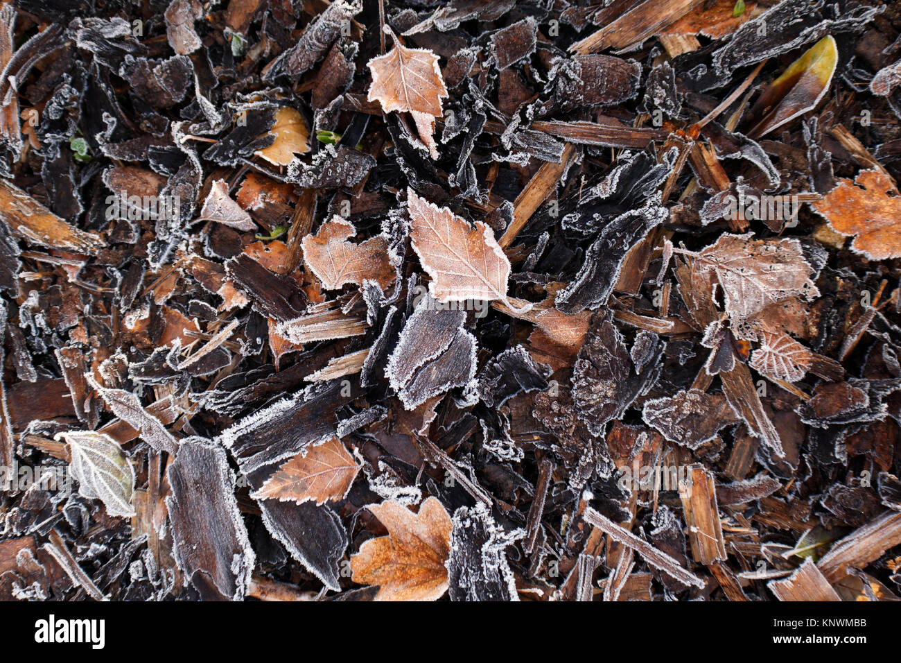 Frosted Holz Rinde im Waldboden. Wald boden Textur Hintergrund. Stockfoto