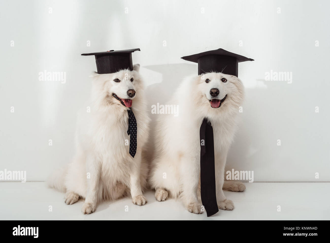 Hunde in der staffelung Hüte Stockfoto