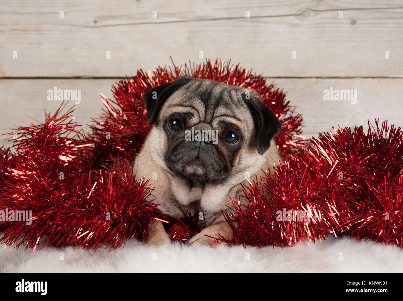 Süße Weihnachten Mops Welpen Hund, liegend in rot Lametta auf Lammfell, mit Vintage Holz- Hintergrund Stockfoto