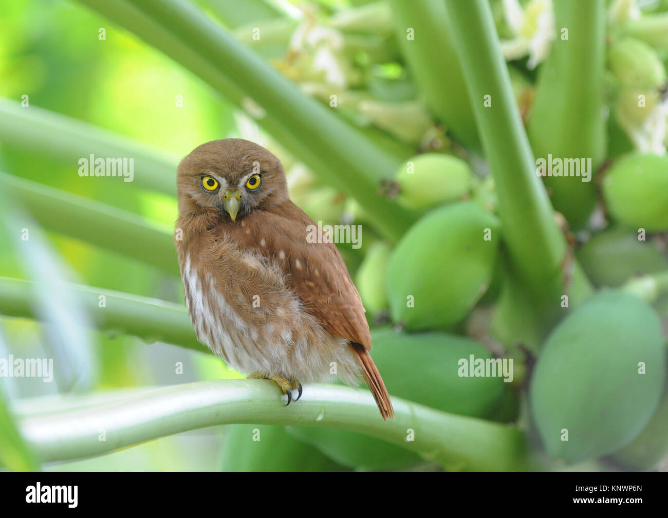 Einer eisenhaltigen Sperlingskauz (Glaucidium brasilianum) Sitzstangen in papaya Baum. Yasuni Nationalpark, Ecuador. Stockfoto