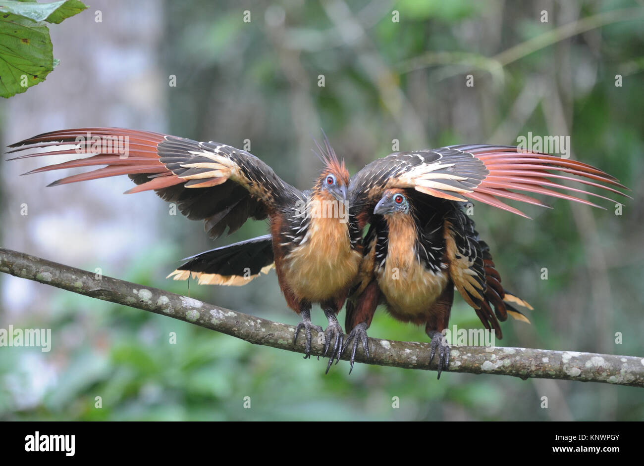 Ein paar Der hoatzin (Opisthocomus hoazin), Canje stinkbird, Fasan, oder stinkende Türkei angezeigt. Yasuni Nationalpark, Amazon, Ecuador. Stockfoto