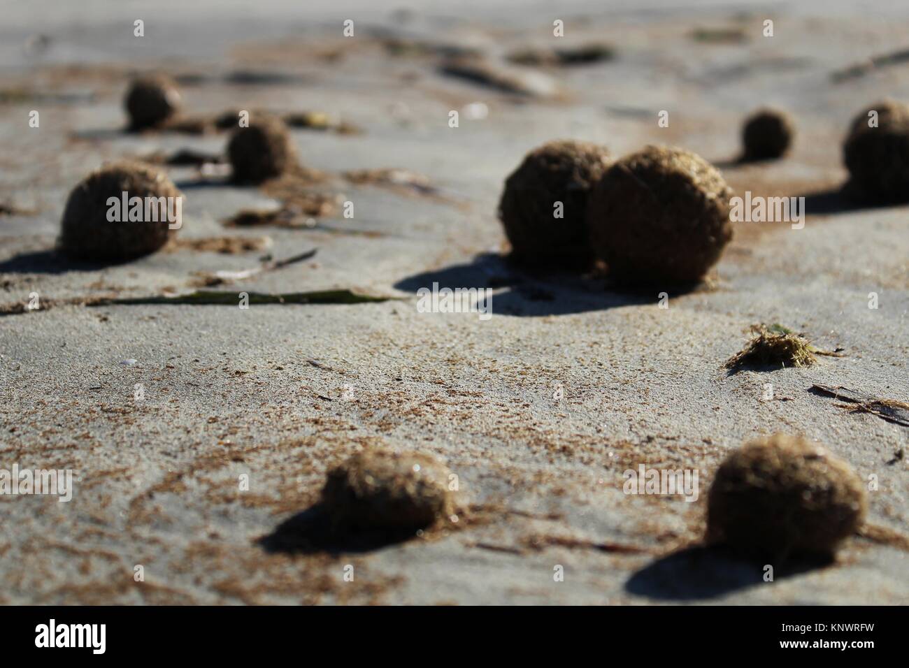 Trockenen ozeanischen Posidonia seaweed Kugeln auf den Strand und Sand Textur an einem sonnigen Tag im Winter Stockfoto