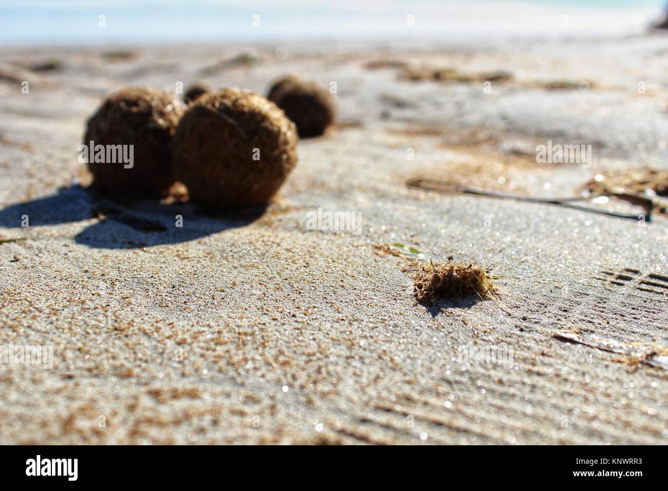 Trockenen ozeanischen Posidonia seaweed Kugeln auf den Strand und Sand Textur an einem sonnigen Tag im Winter Stockfoto