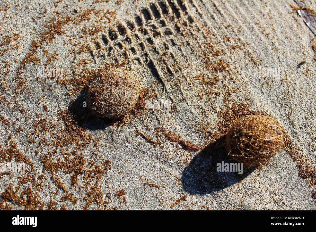 Trockenen ozeanischen Posidonia seaweed Kugeln auf den Strand und Sand Textur an einem sonnigen Tag im Winter Stockfoto