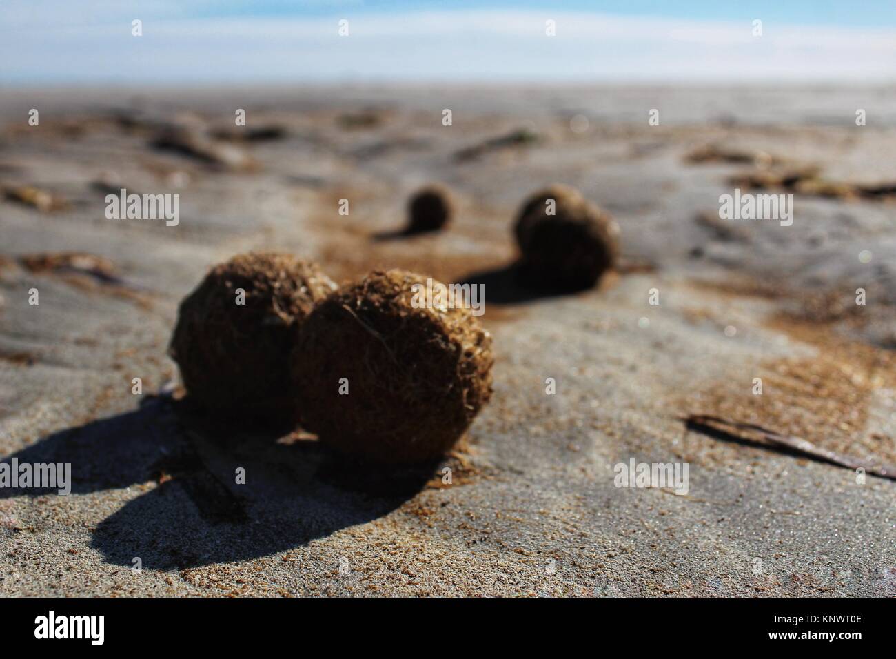 Trockenen ozeanischen Posidonia seaweed Kugeln auf den Strand und Sand Textur an einem sonnigen Tag im Winter Stockfoto