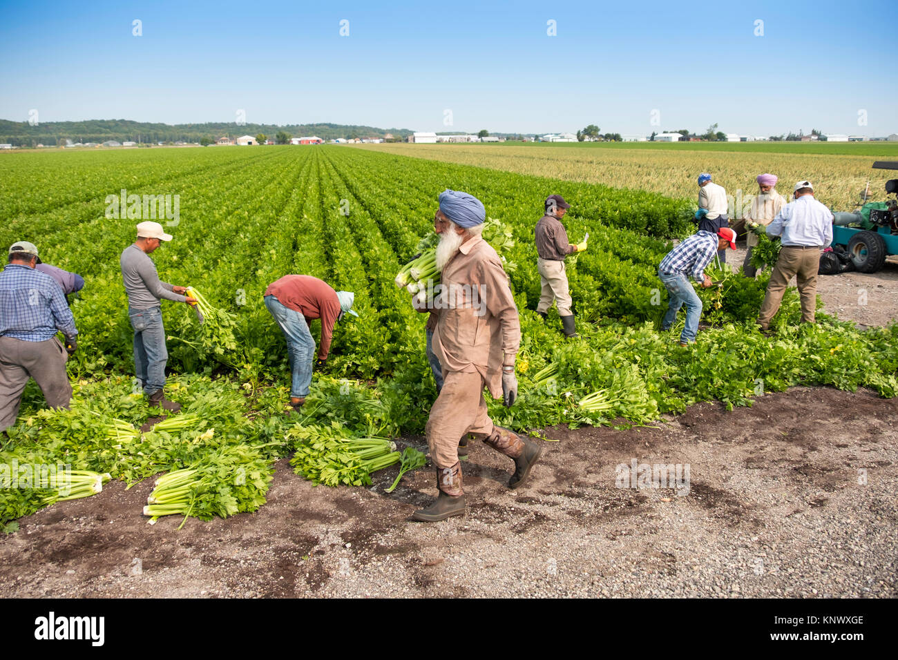 Landwirtschaft Außendienstmitarbeiter, die Ernte von Gemüse von Sellerie und Karotten zum Holland März in Ontario, Kanada, Amerika Noorth Stockfoto