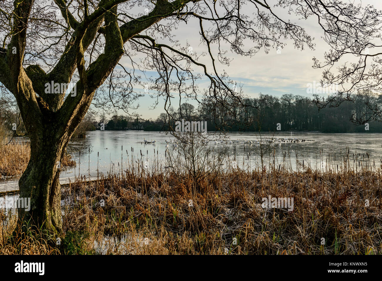 Winter Szene, bolam Lake Country Park, Northumberland, Großbritannien Stockfoto