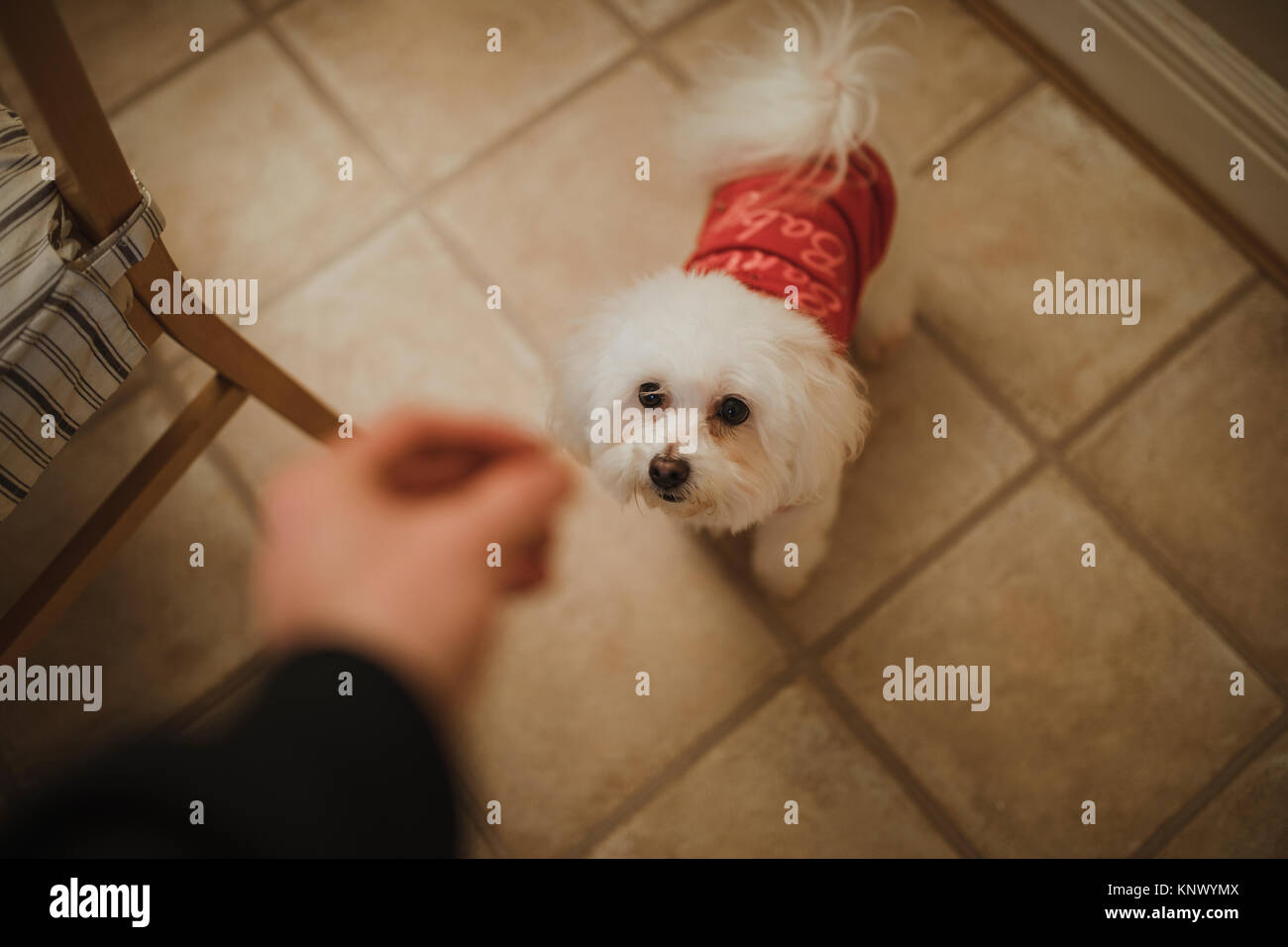 Sicht der Hund eingezogen, eine Festlichkeit zu Weihnachten. Stockfoto