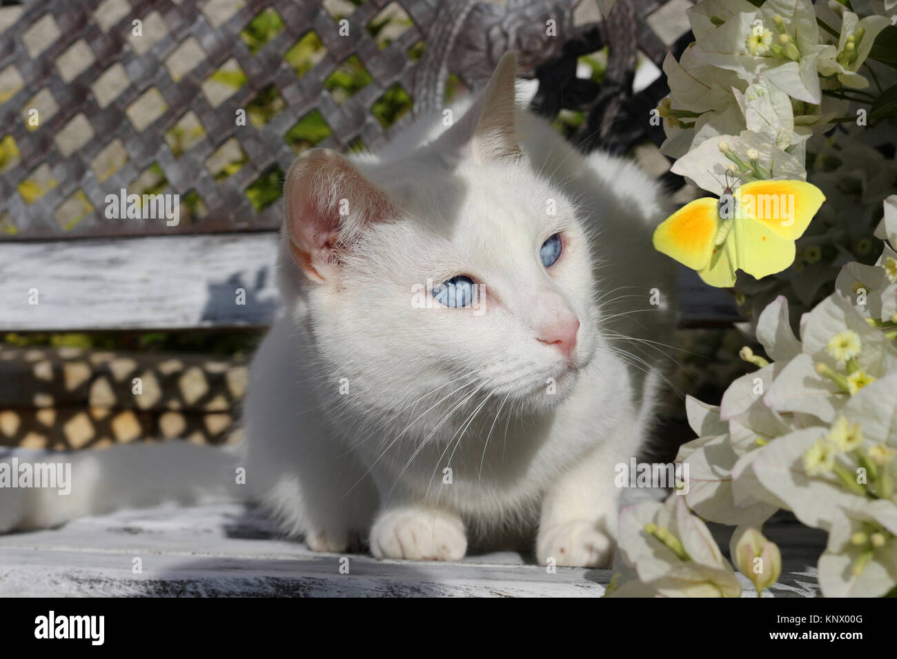 Weiße Katze einen gelben Schmetterling Stockfoto
