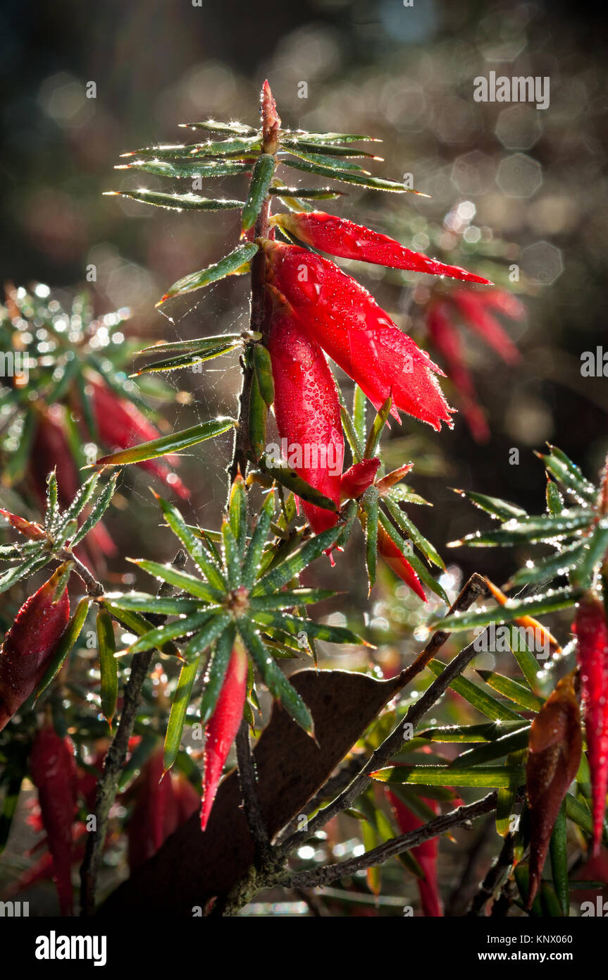 Astroloma conostephioides, Flamme Heide, niedrig wachsenden woody Strauch. In Rot Blumen bedeckt, 20-25 mm lang, Herbst bis Frühjahr Stockfoto