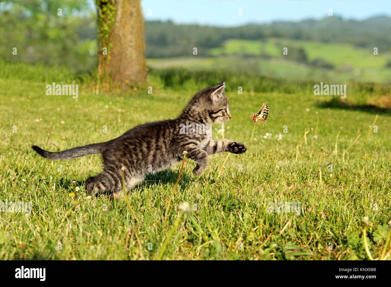 Junge Katze, 9 Wochen alt, jagen einem fliegenden Schmetterling Stockfoto