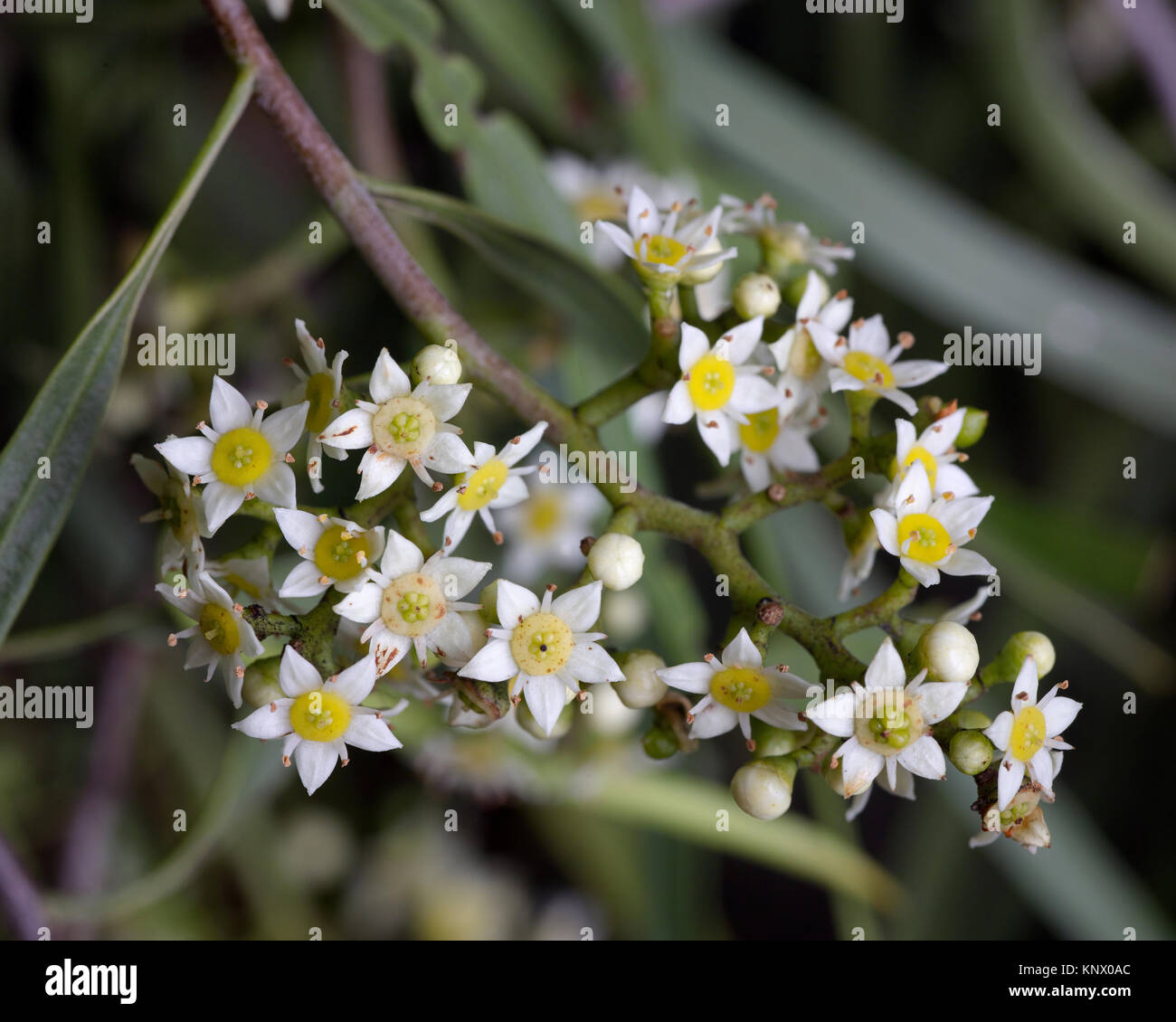 Native Weide oder Wilga Baum Blumen. Geijera parviflora genannt auch Hartriegel und Sheepbush. Östlichen Australien Binnenland. Stockfoto