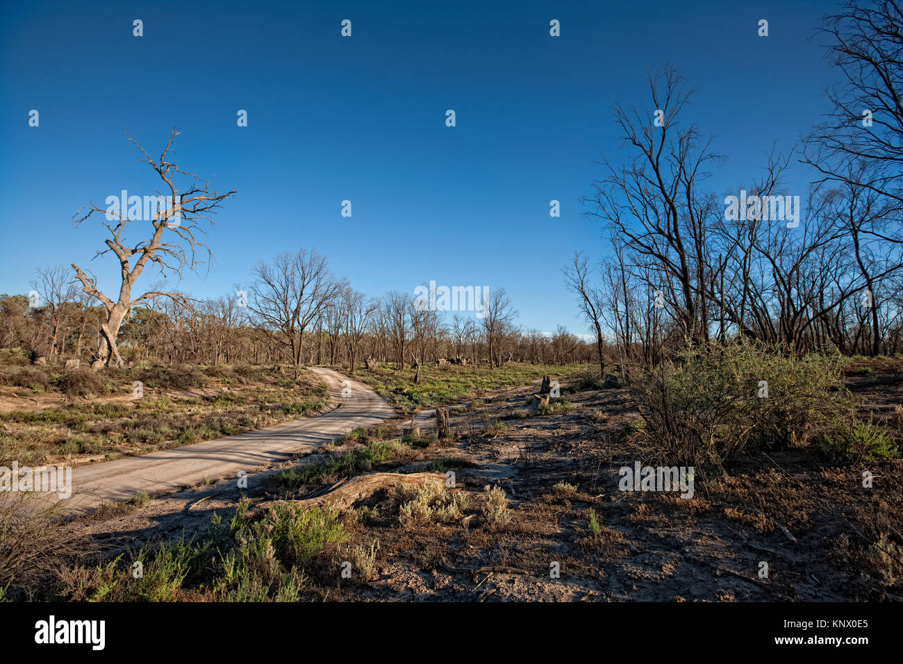 Tote oder Sterbende Bäume im Wald in der Nähe des Murray River im Murray Darling Beckens in Metall-beschaeftigten Victoria. Jahre anhaltender Trockenheit mit seinen associa Stockfoto