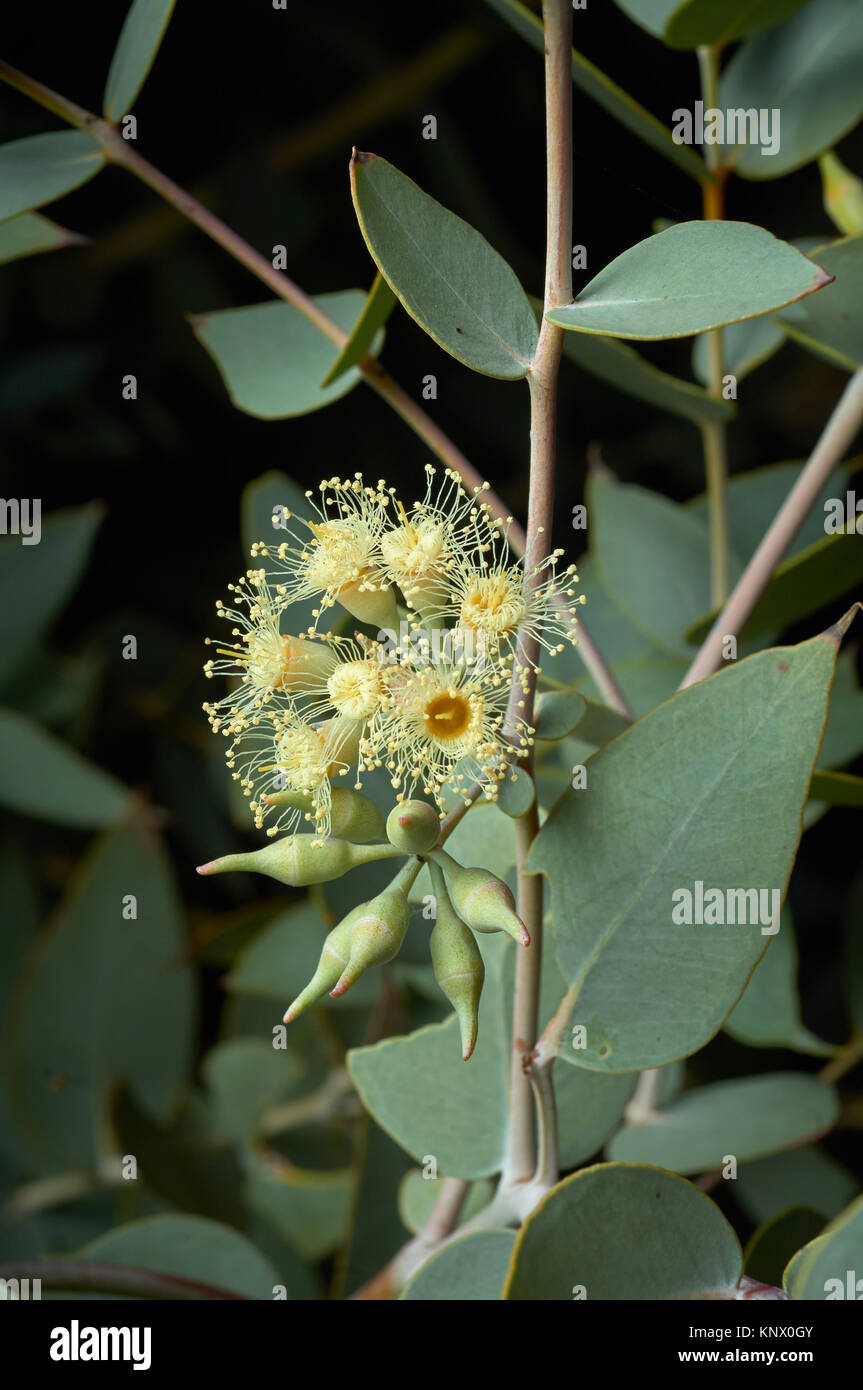 Curly Mallee oder Eukalyptus gillii, selten gesehen, australischen Eukalyptus, wachsende in dürren Land, in der Nähe von Broken Hill, NSW und in der Nähe von Lake Frome im Süden Austral Stockfoto