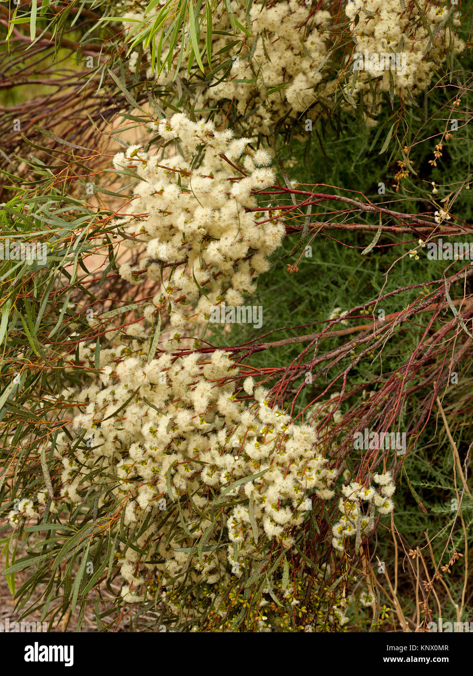 Creme Blumen auf Mallee Baum, Australien Stockfoto