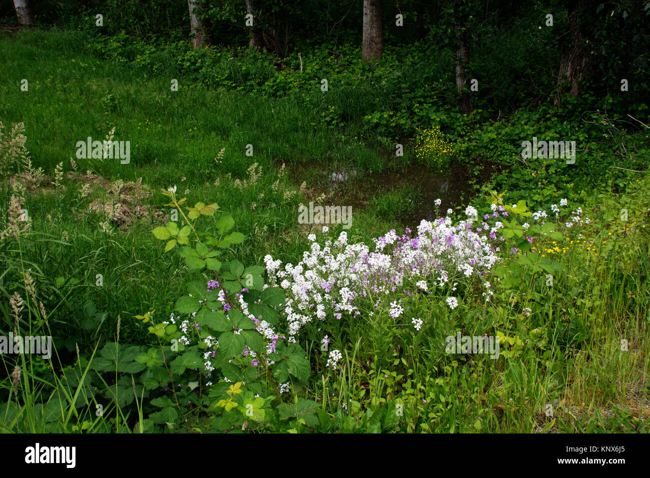 Wilde Blumen im Frühling British Columbia Kanada Stockfoto