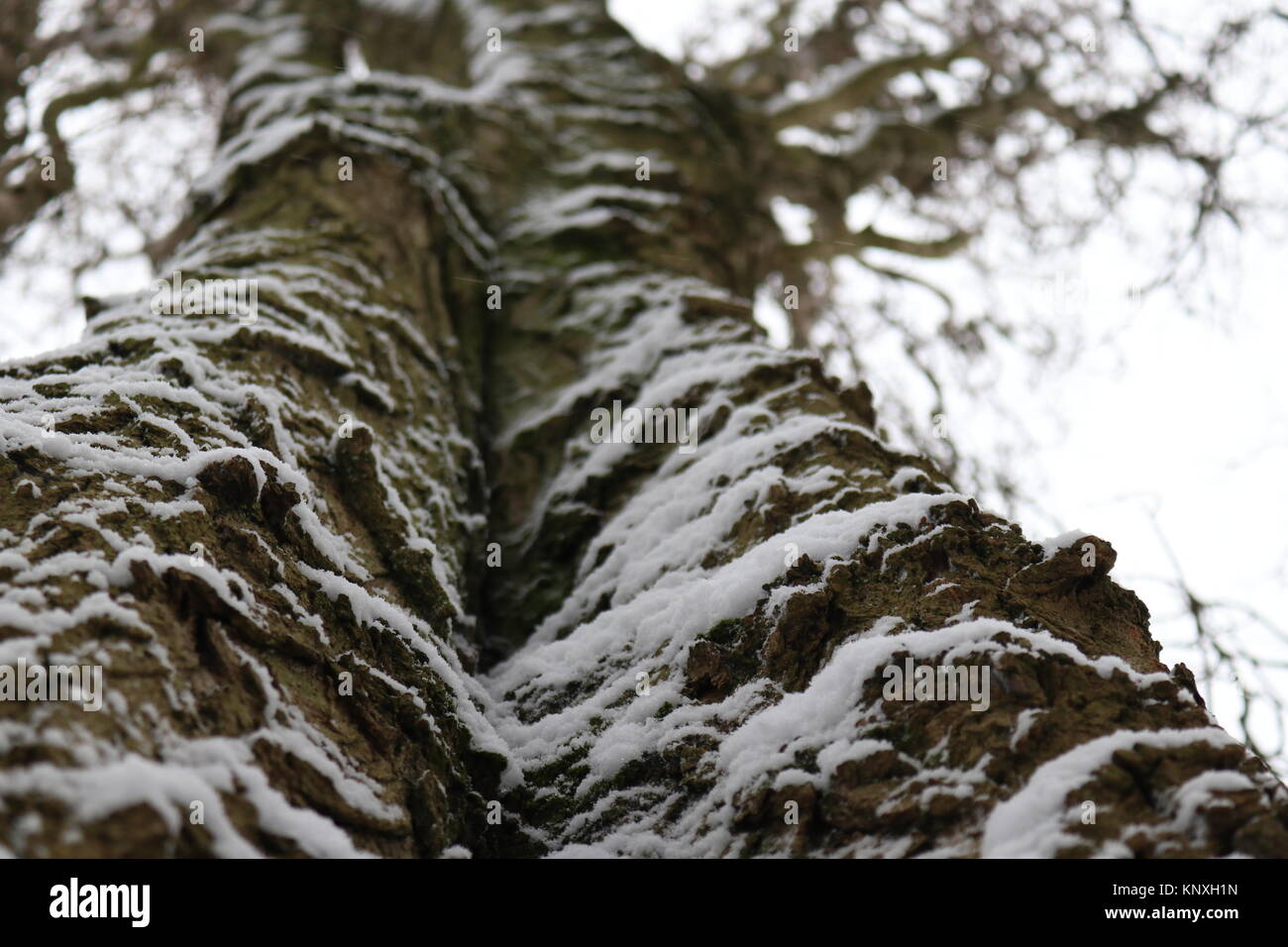 Snowy-Garten Stockfoto