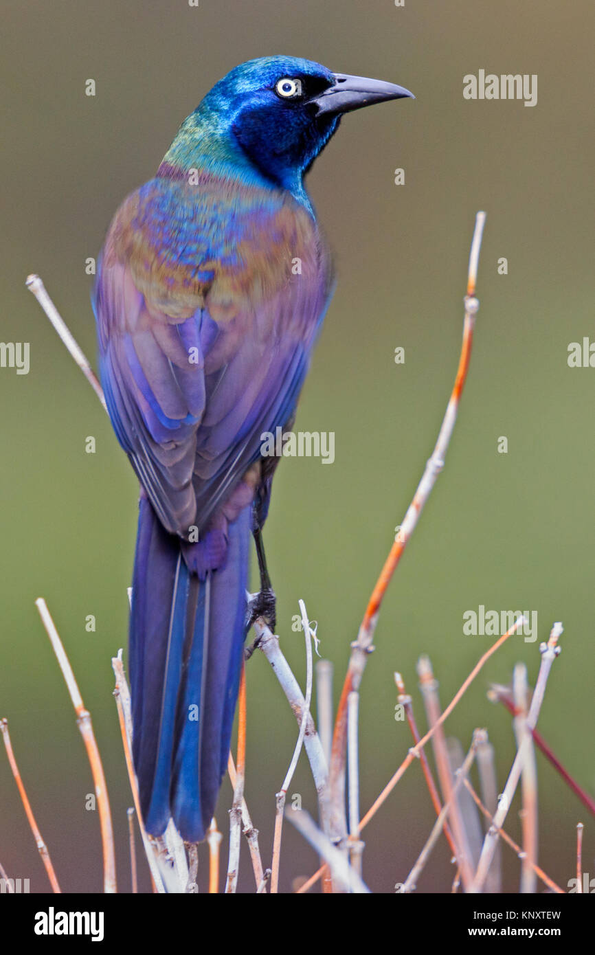 Gemeinsame Grackle schönen Farben Stockfoto