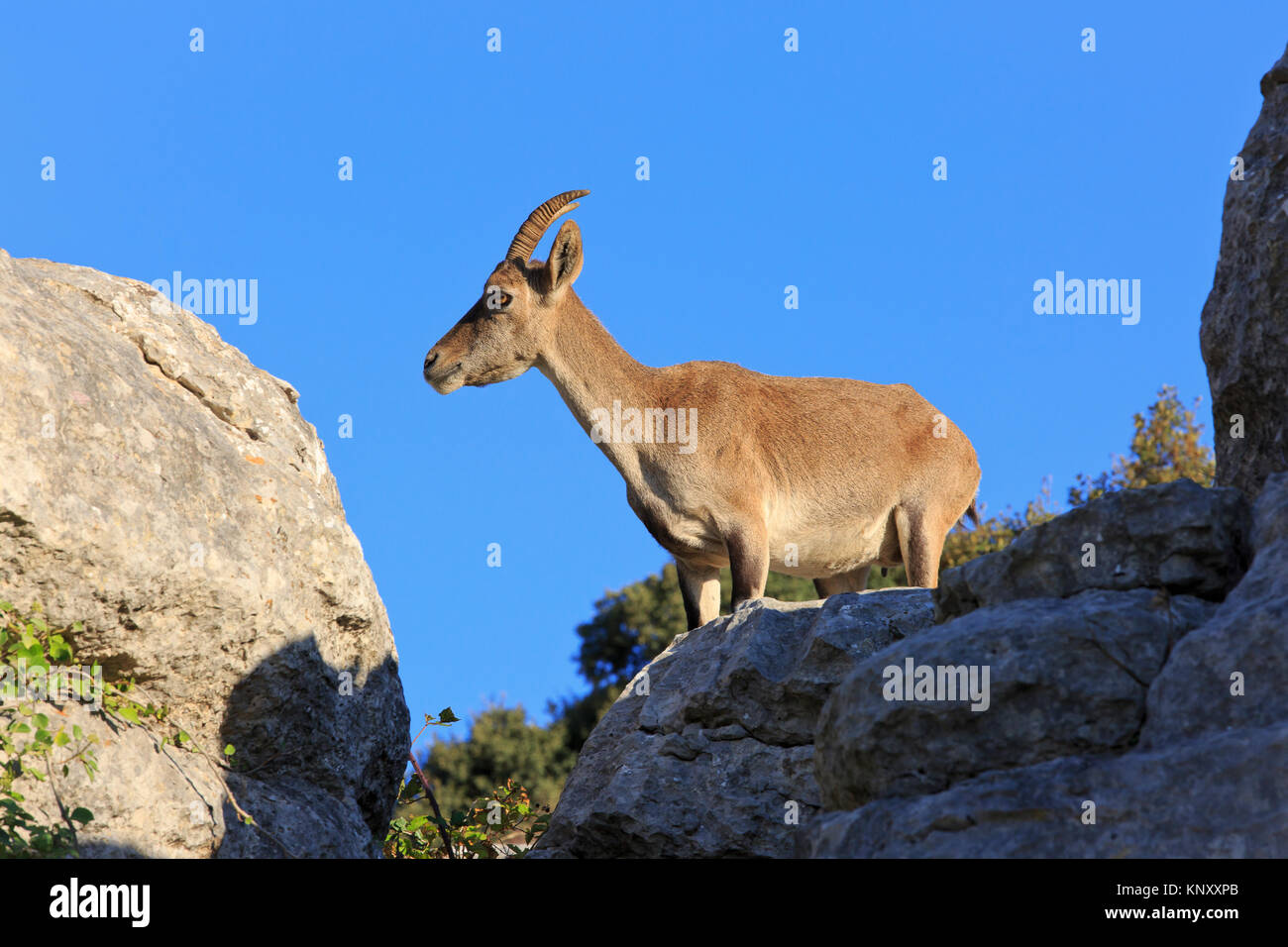 Der spanische Ibex (Iberischen wilde Ziege) im El Torcal de Antequera Naturschutzgebiet südlich der Stadt Antequera, Spanien Stockfoto