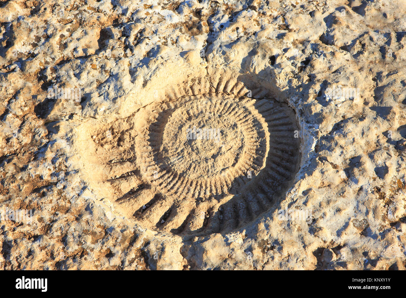 Nahaufnahme von einem versteinerten Ammoniten aus der Jurrasic Ära bei El Torcal de Antequera Nature Reserve, gelegen im Süden der Stadt Antequera, Spanien Stockfoto