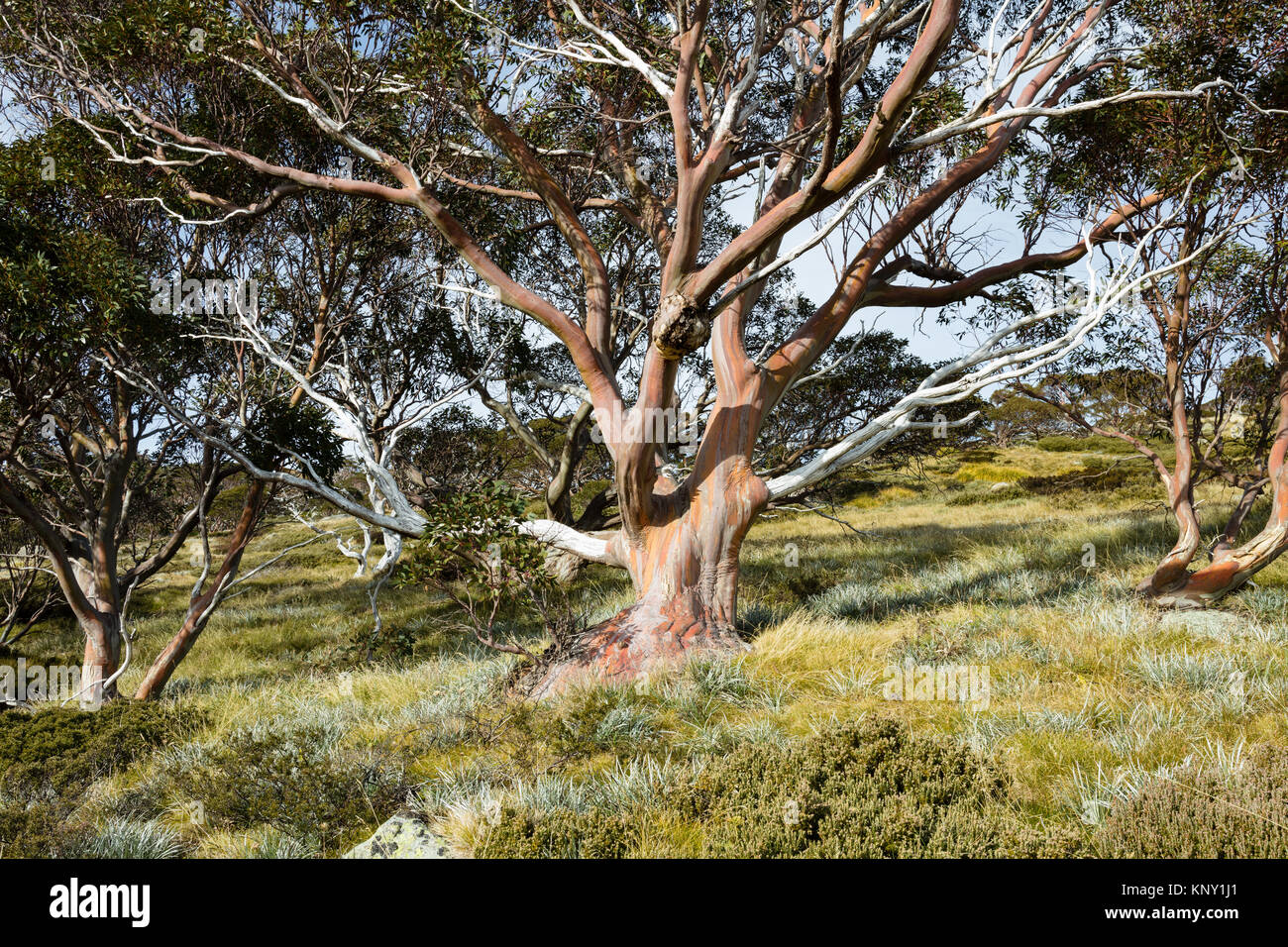 Snow Gum Tree (Eucalyptus pauciflora) im Herbst in der Nähe des Snowy River in Kosciuszko National Park in den Snowy Mountains in New South Wales, Australien Stockfoto