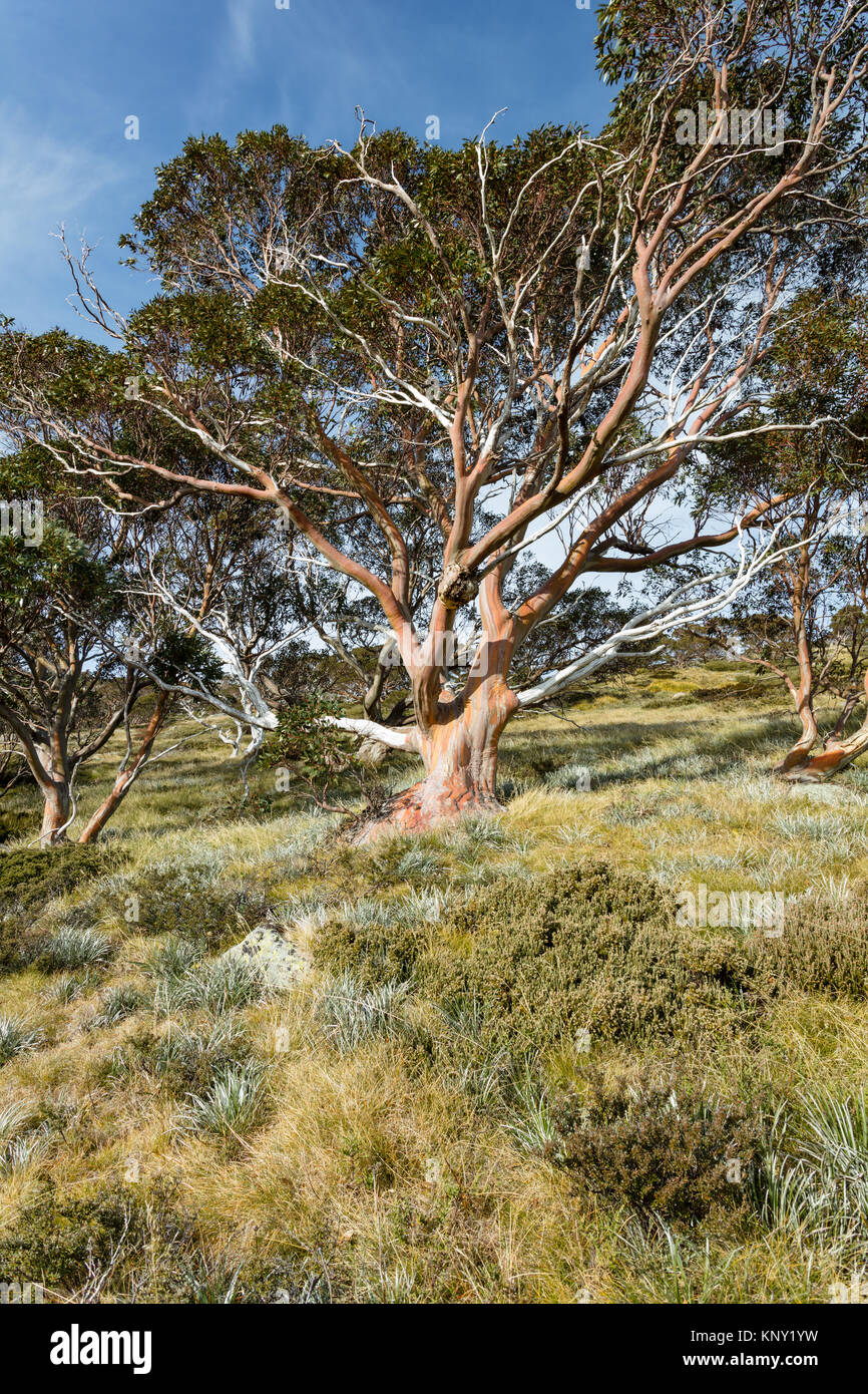 Snow Gum Tree (Eucalyptus pauciflora) im Herbst in der Nähe der Spur auf den Snowy River von Charlotte Pass in Kosciuszko National Park in New South Wales Stockfoto